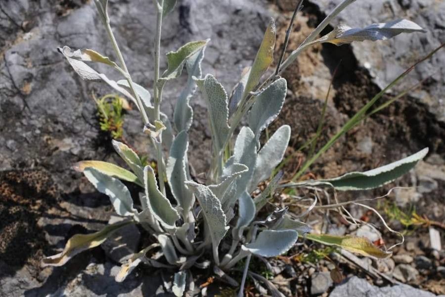 Inula aschersoniana leaf