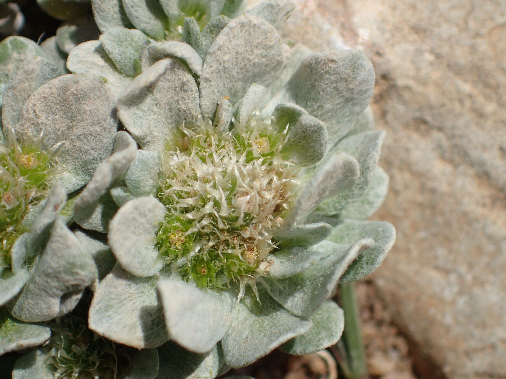 Filago pygmaea flower