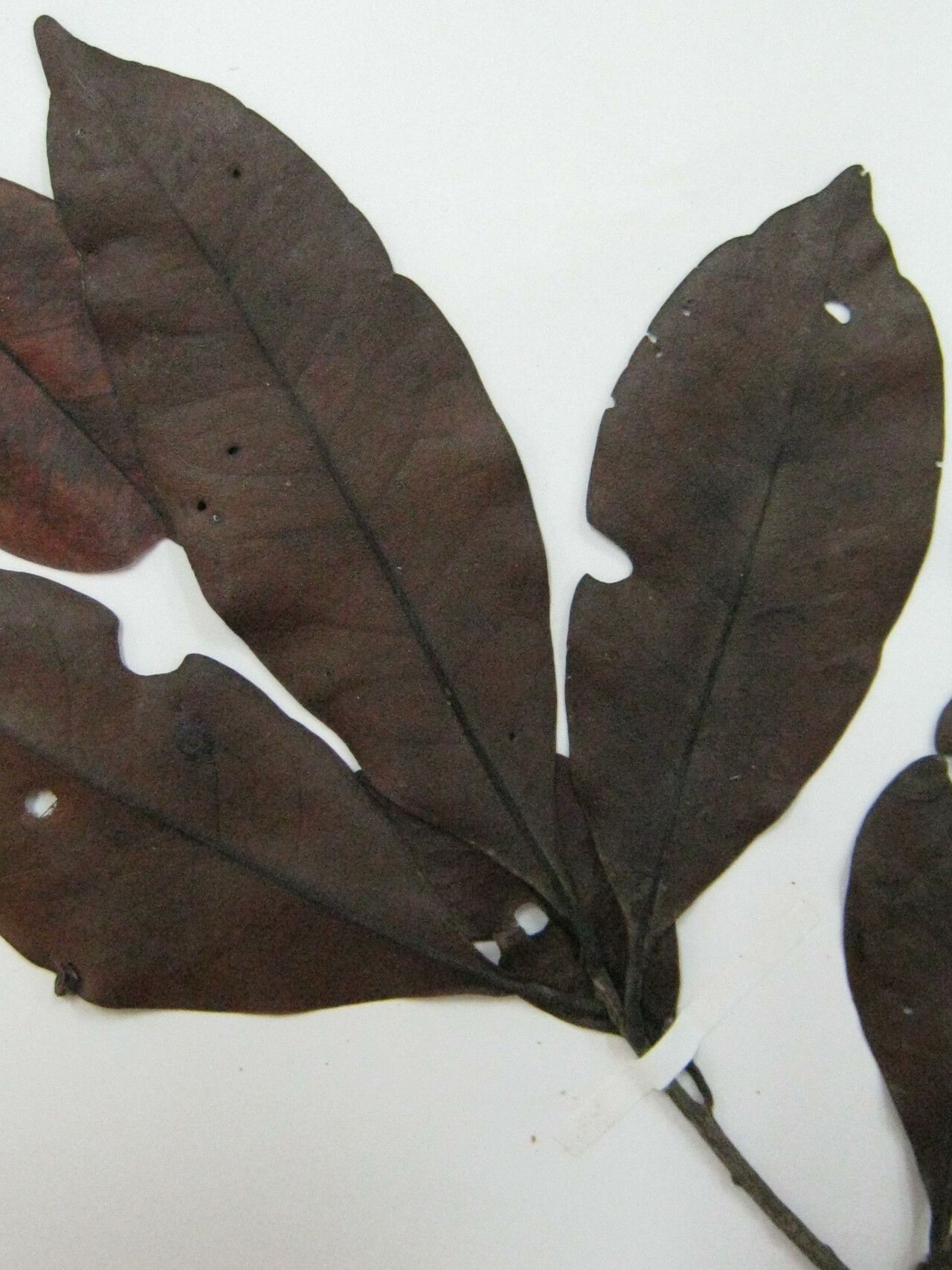 Ocotea ceanothifolia other