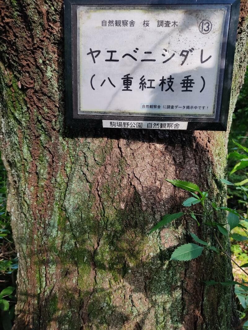 Prunus itosakura bark