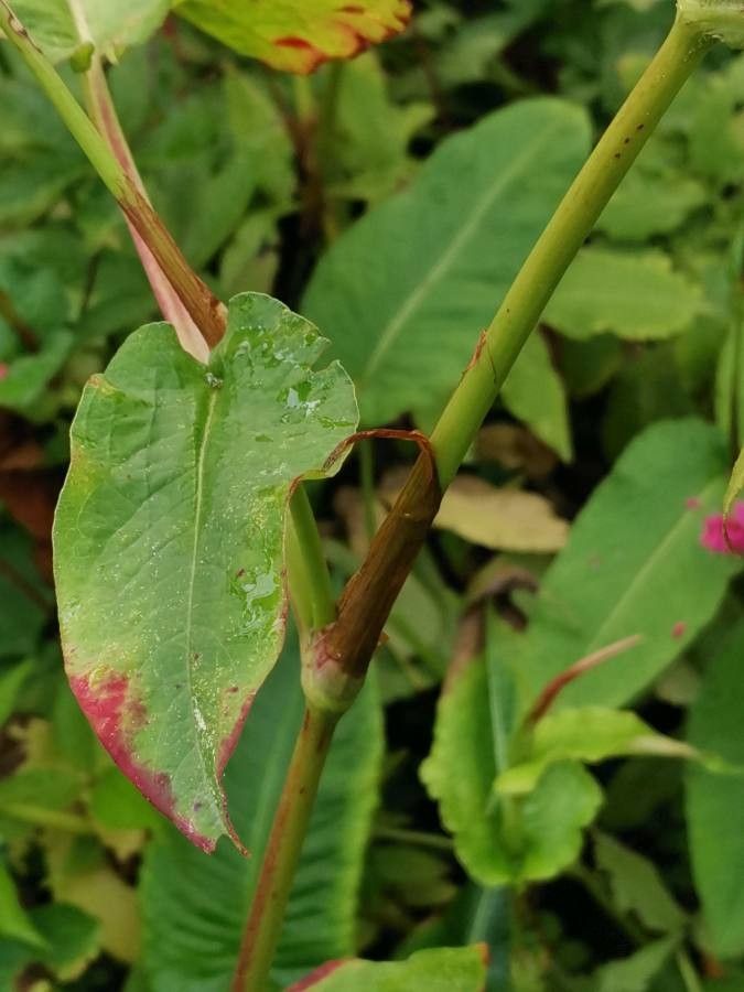 Persicaria amplexicaulis bark