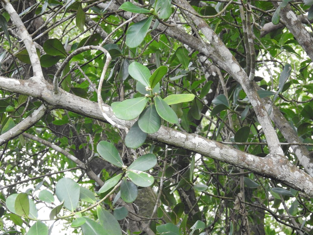Clusia leprantha leaf