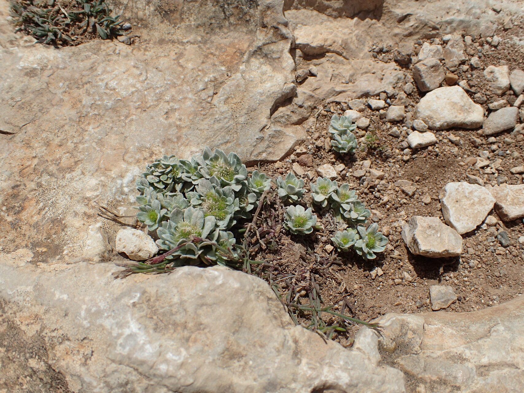 Filago pygmaea habit