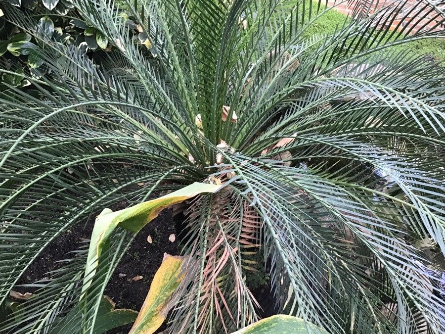 Macrozamia moorei leaf