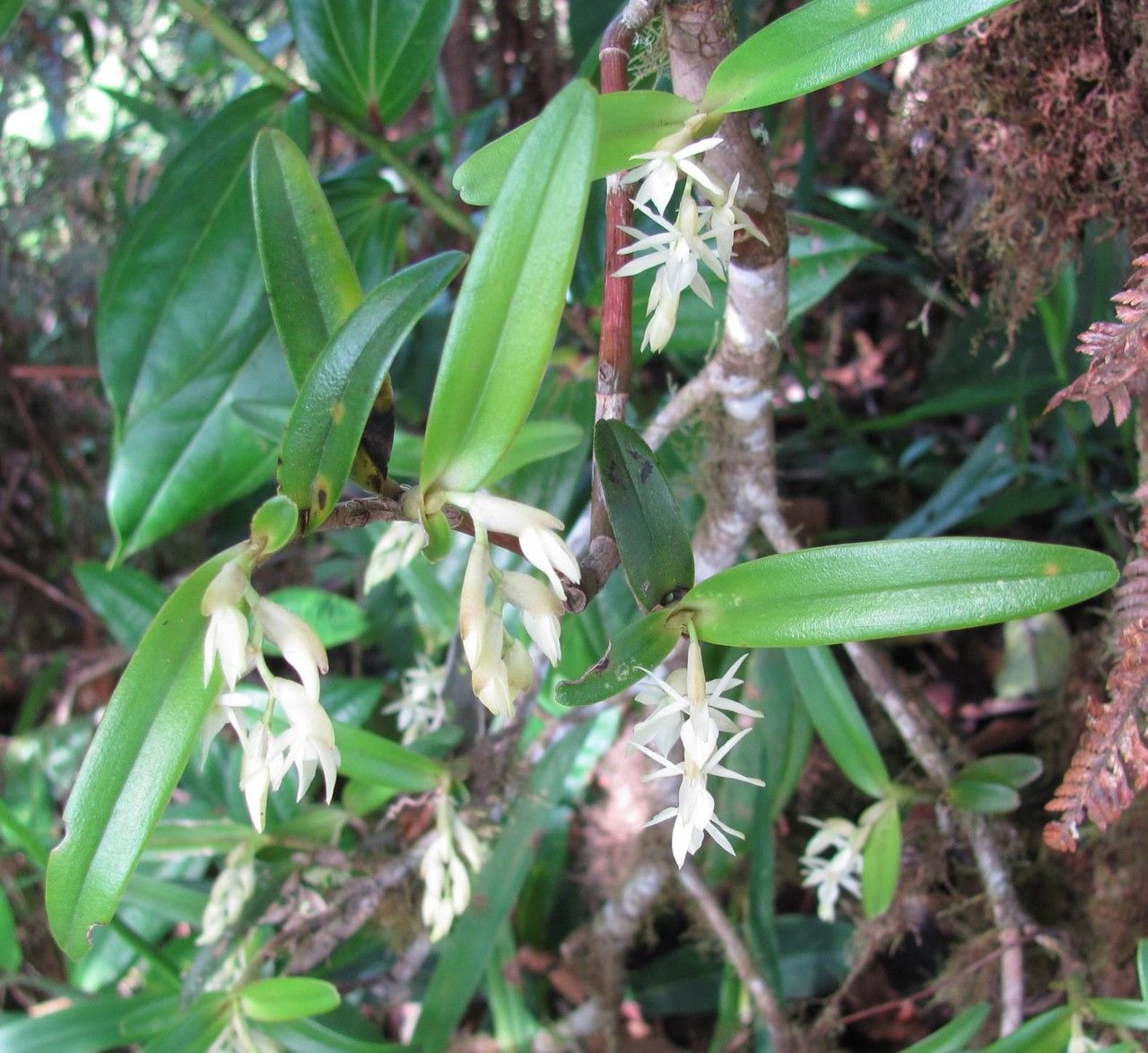 Epidendrum paraguastigma habit