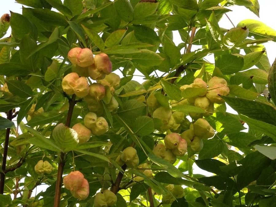 Staphylea pinnata flower