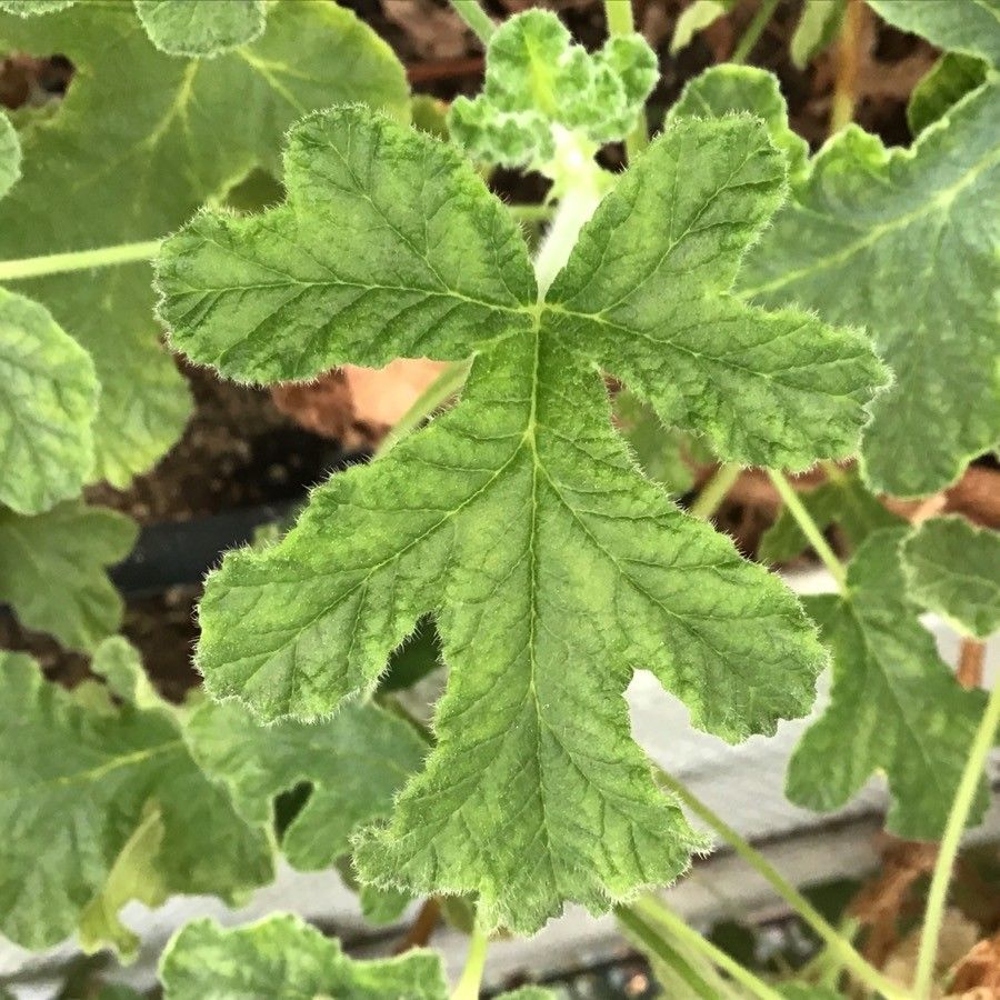 Pelargonium quercifolium leaf