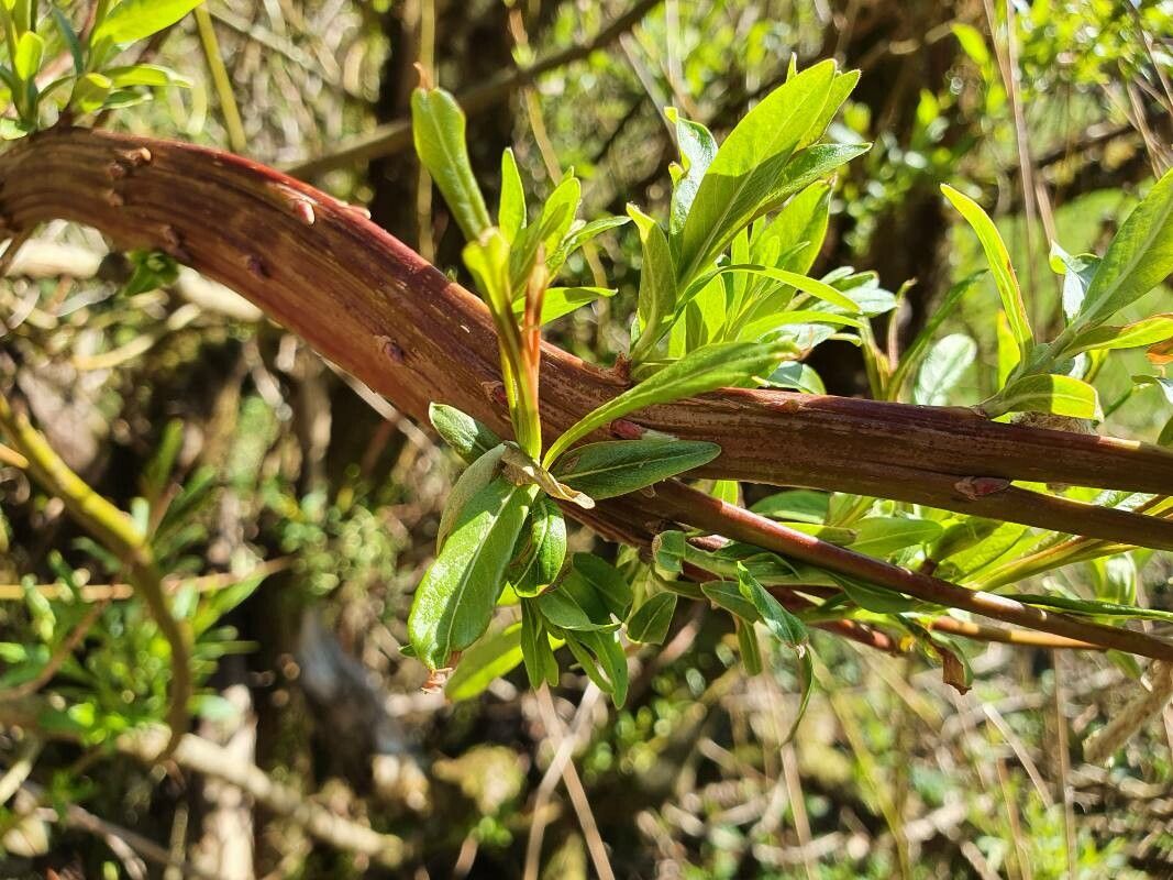 Salix udensis — houseplant care guide