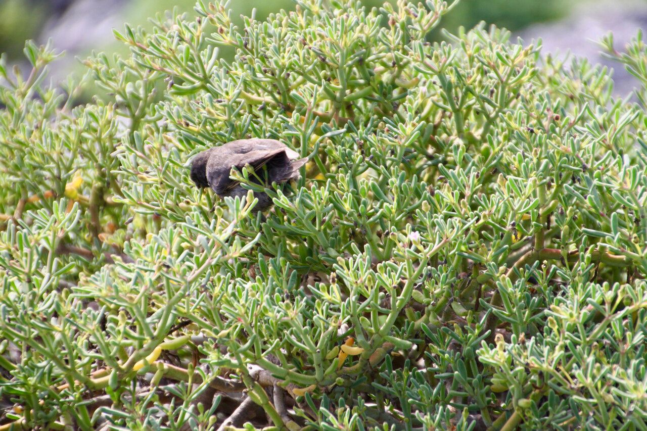 Sesuvium edmonstonei