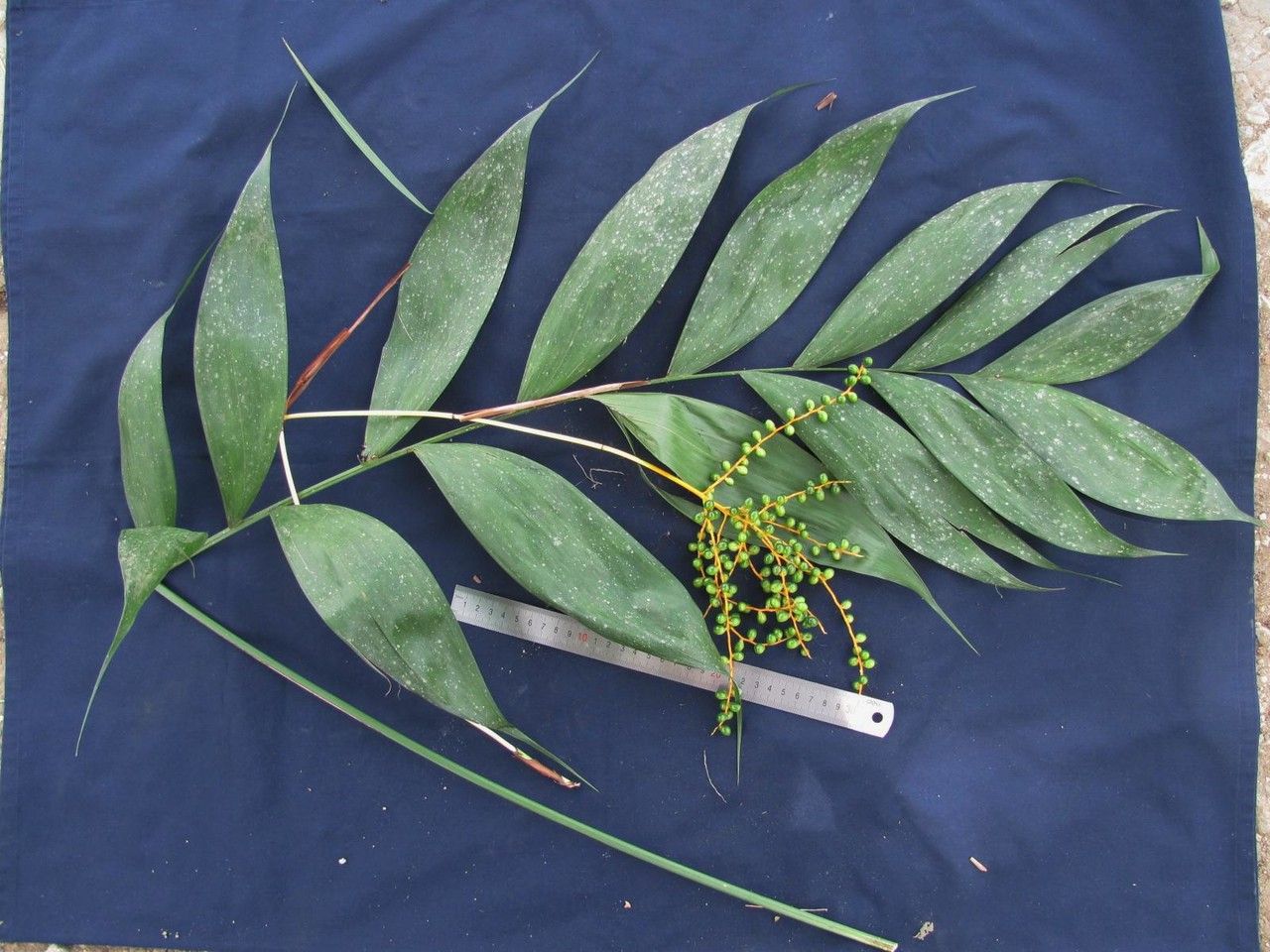 Chamaedorea macrospadix other