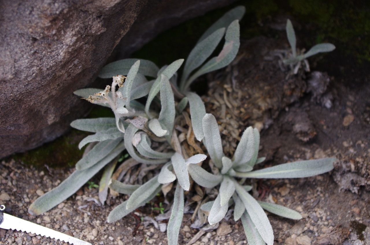 Mniodes subspicata habit