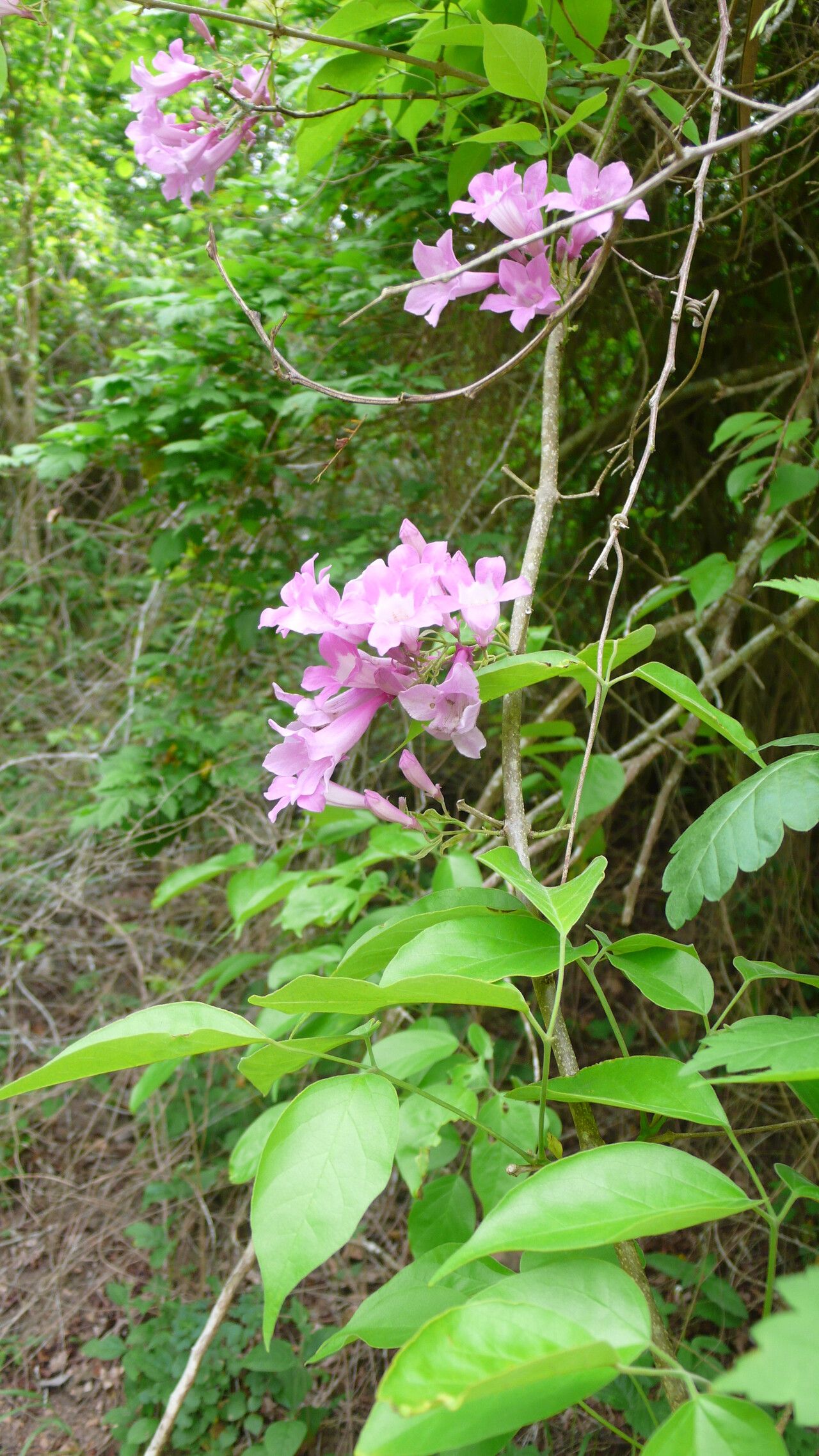 Arrabidaea corallina flower