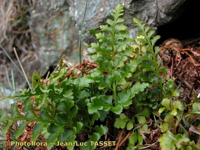 Asplenium × centovallense habit