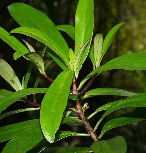 Urostemon kirkii — houseplant care guide