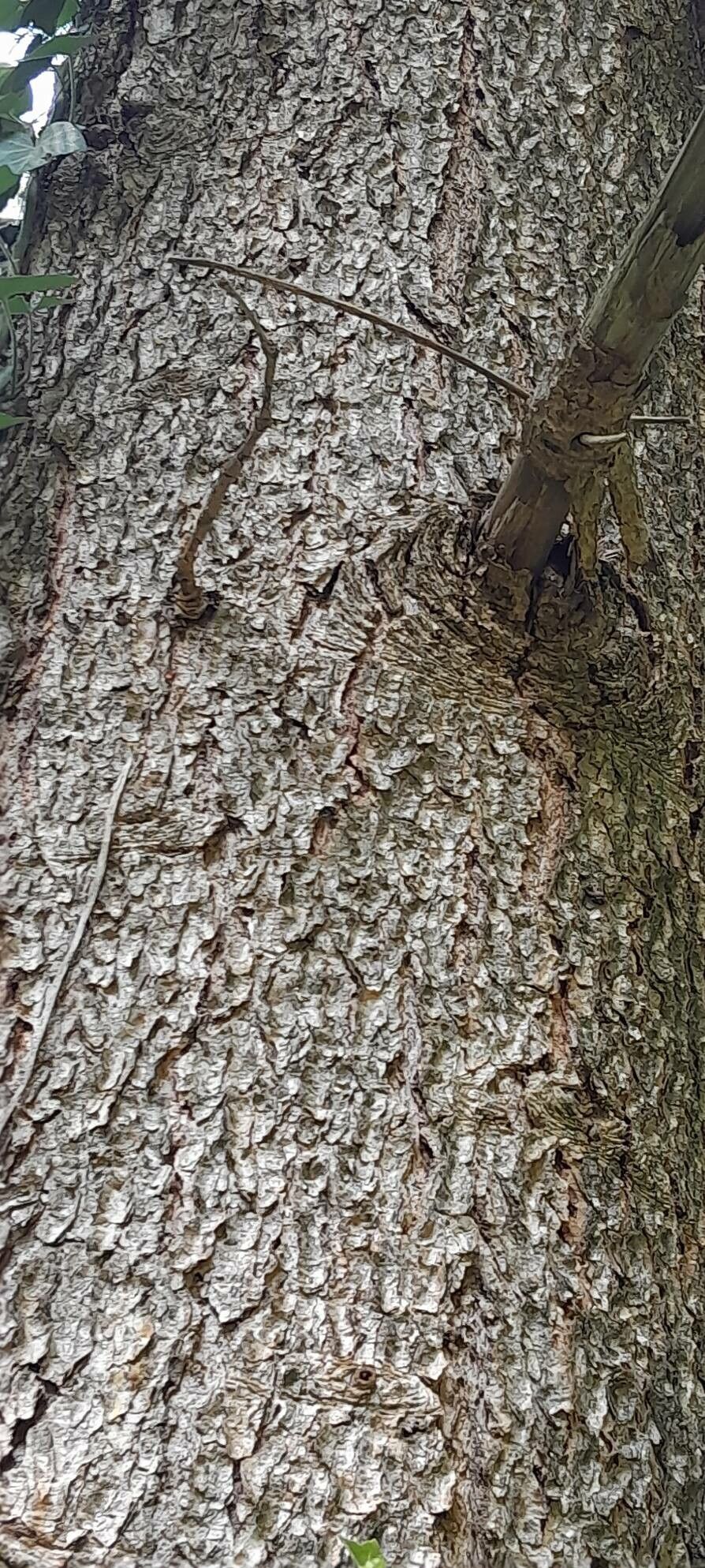 Abies holophylla bark