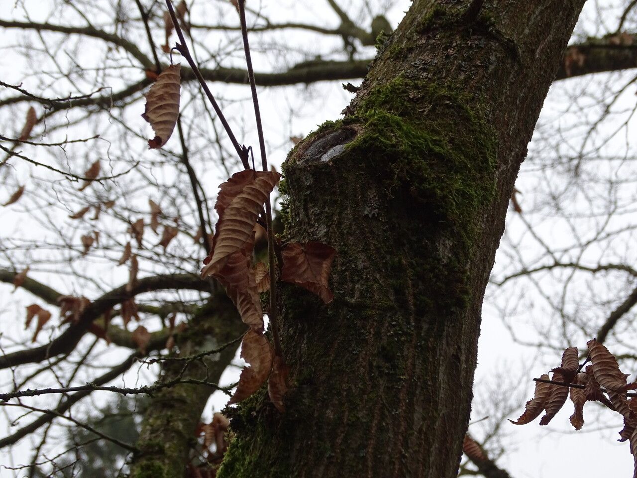 Carpinus shensiensis — search result for 'Carpinus'