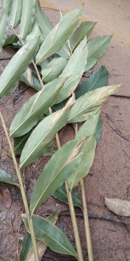 Alpinia purpurata leaf