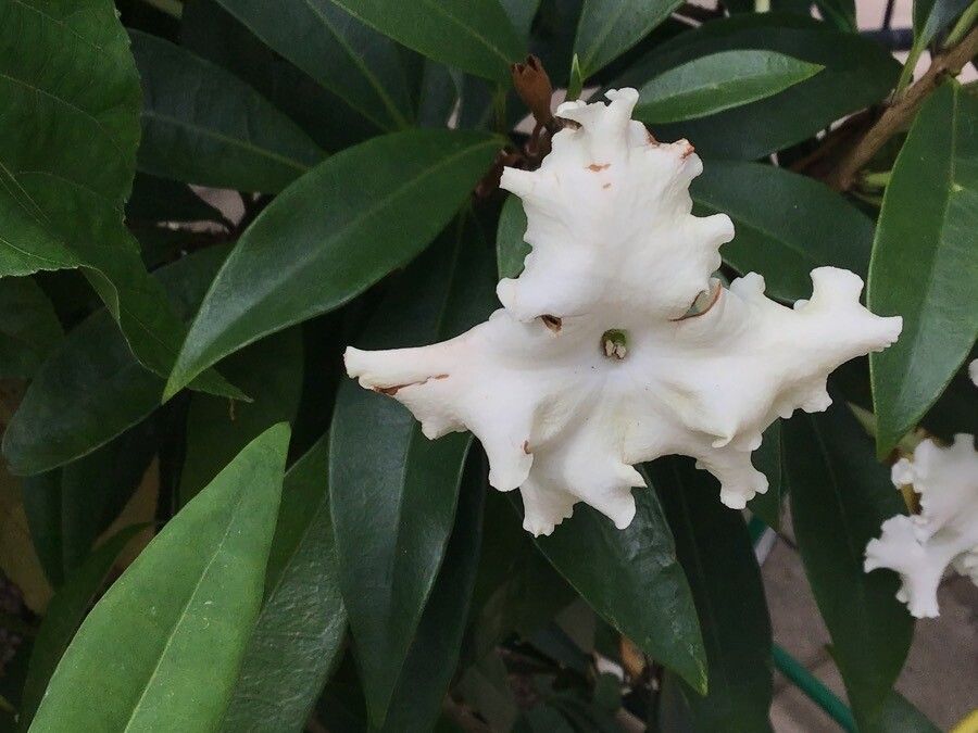 Brunfelsia undulata flower