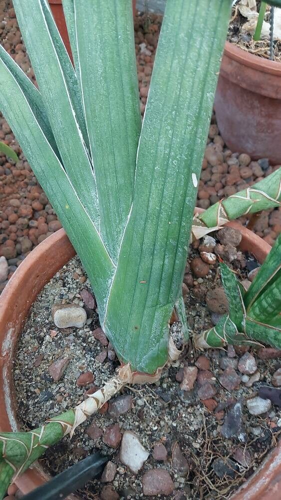 Dracaena canaliculata leaf