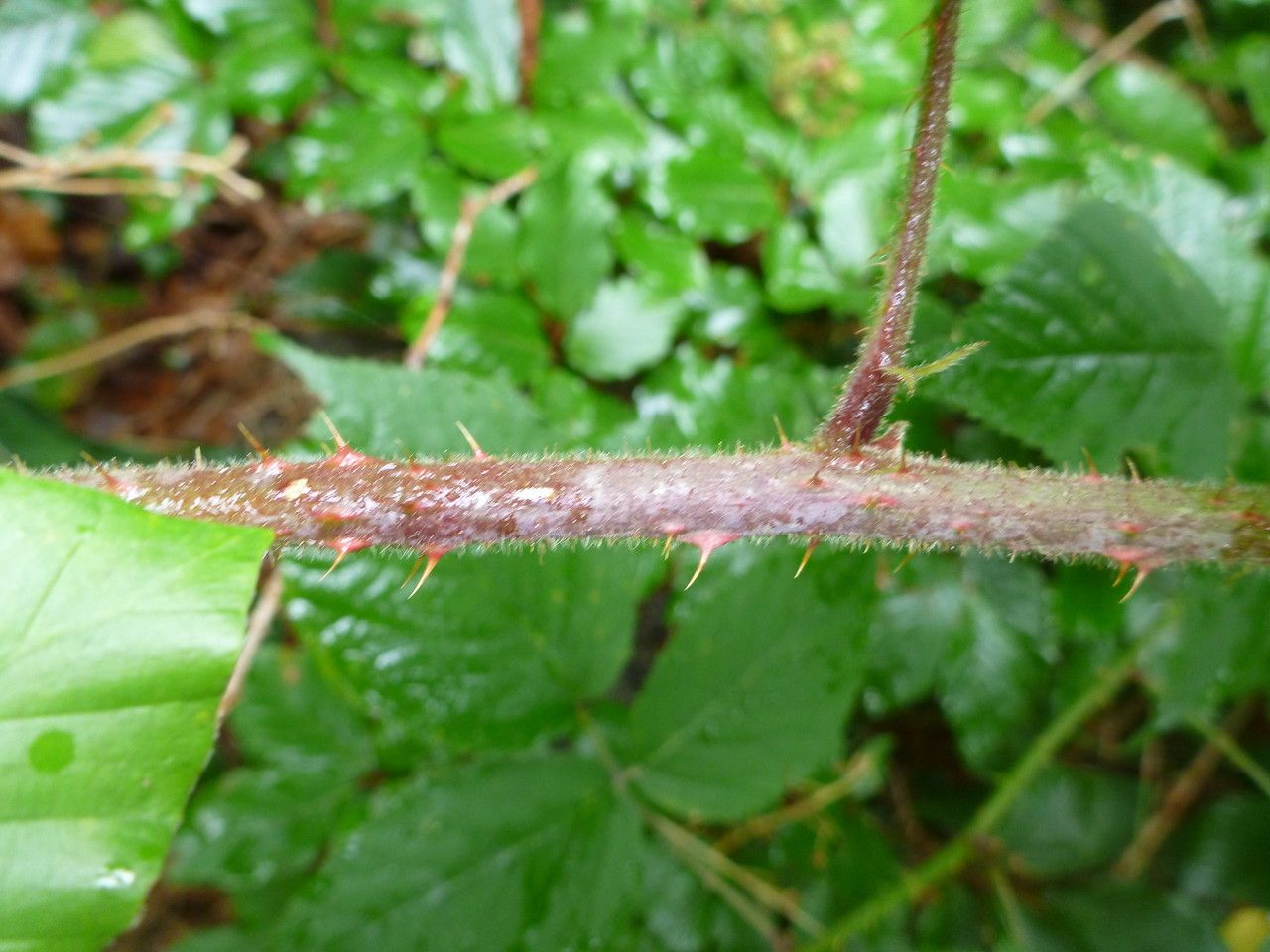 Rubus flaccidifolius — houseplant care guide