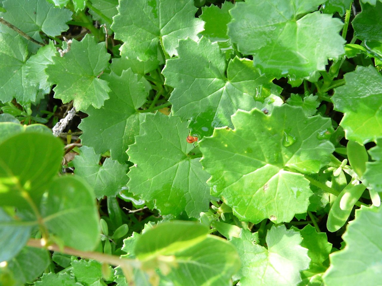 Cineraria geifolia — related species from the same genus