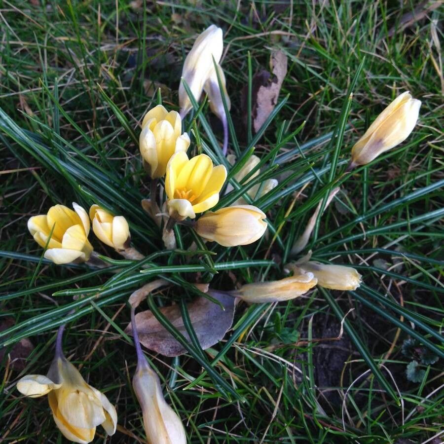 Crocus chrysanthus flower