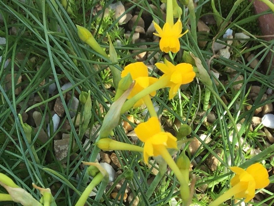 Narcissus gaditanus — search result for 'Narcissus'