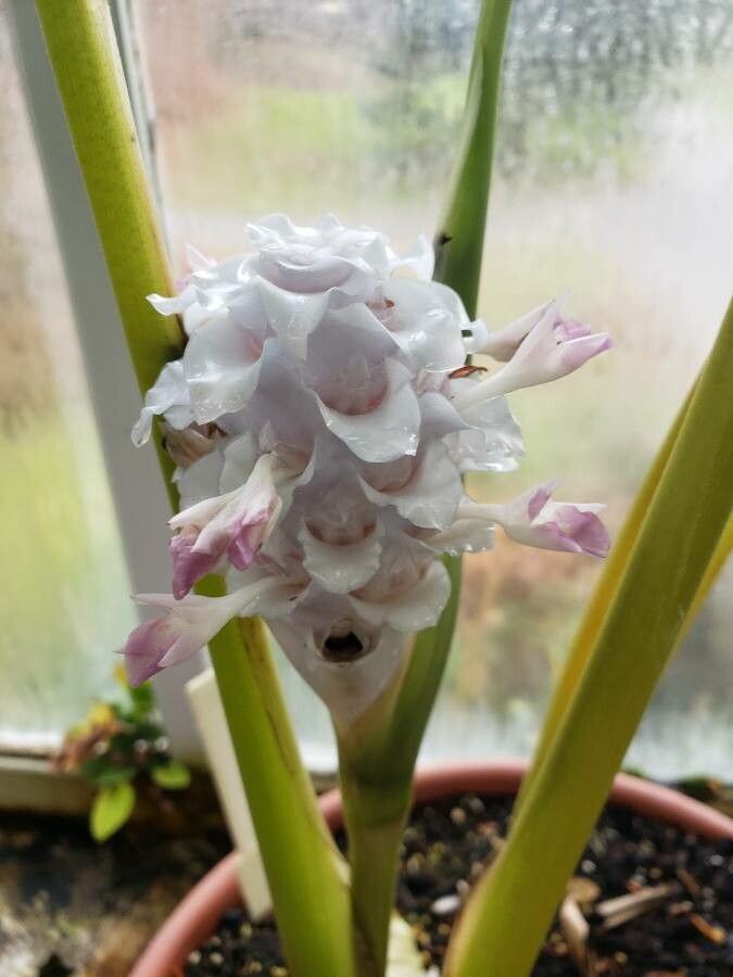 Calathea burle-marxii flower