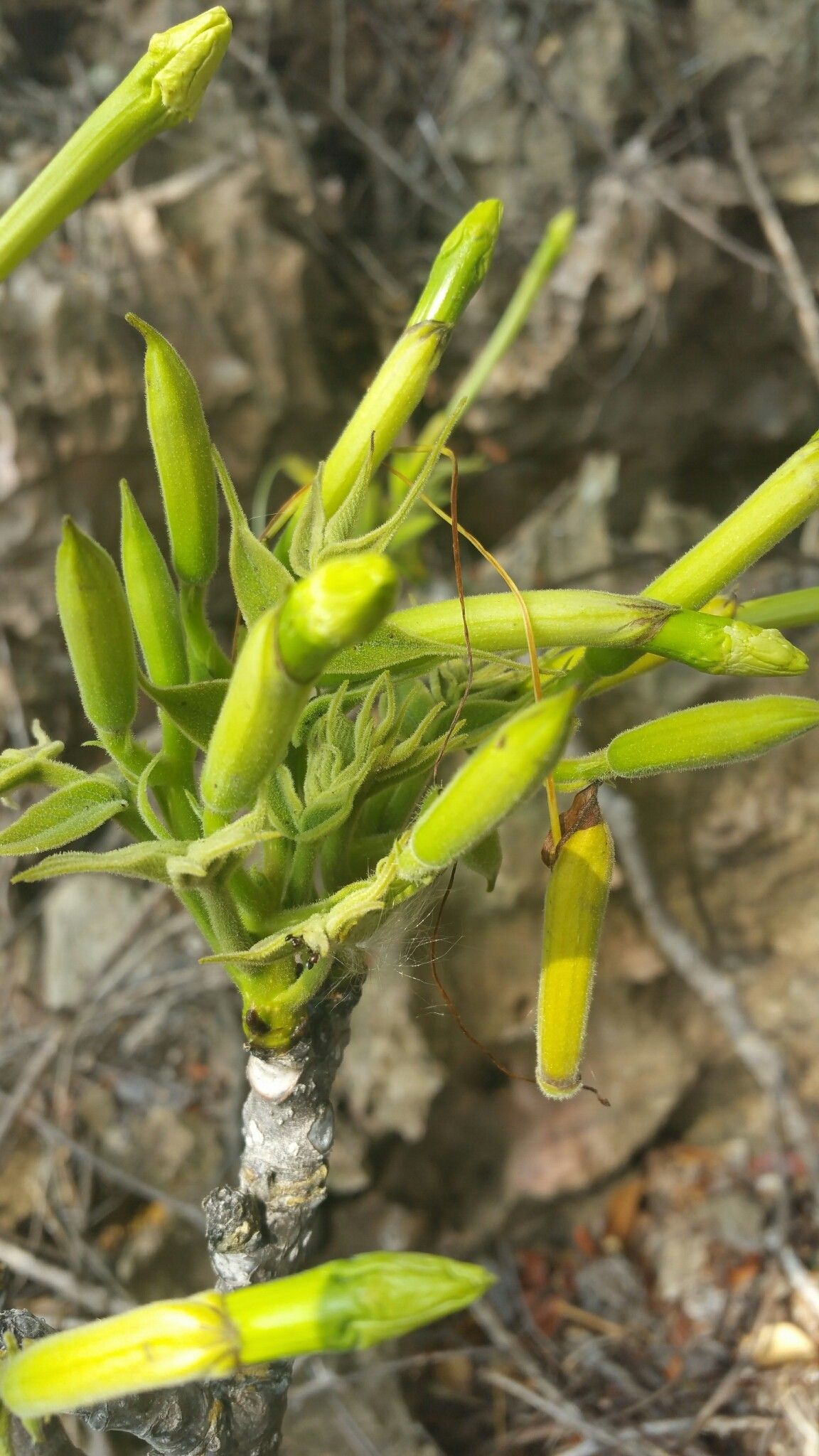 Stereospermum longiflorum flower