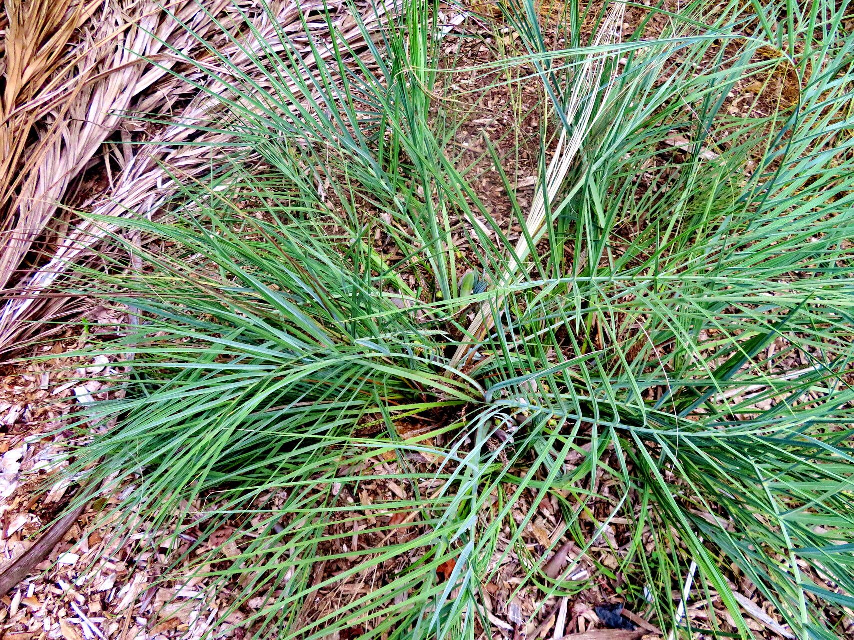 Butia lallemantii — search result for 'Butia'