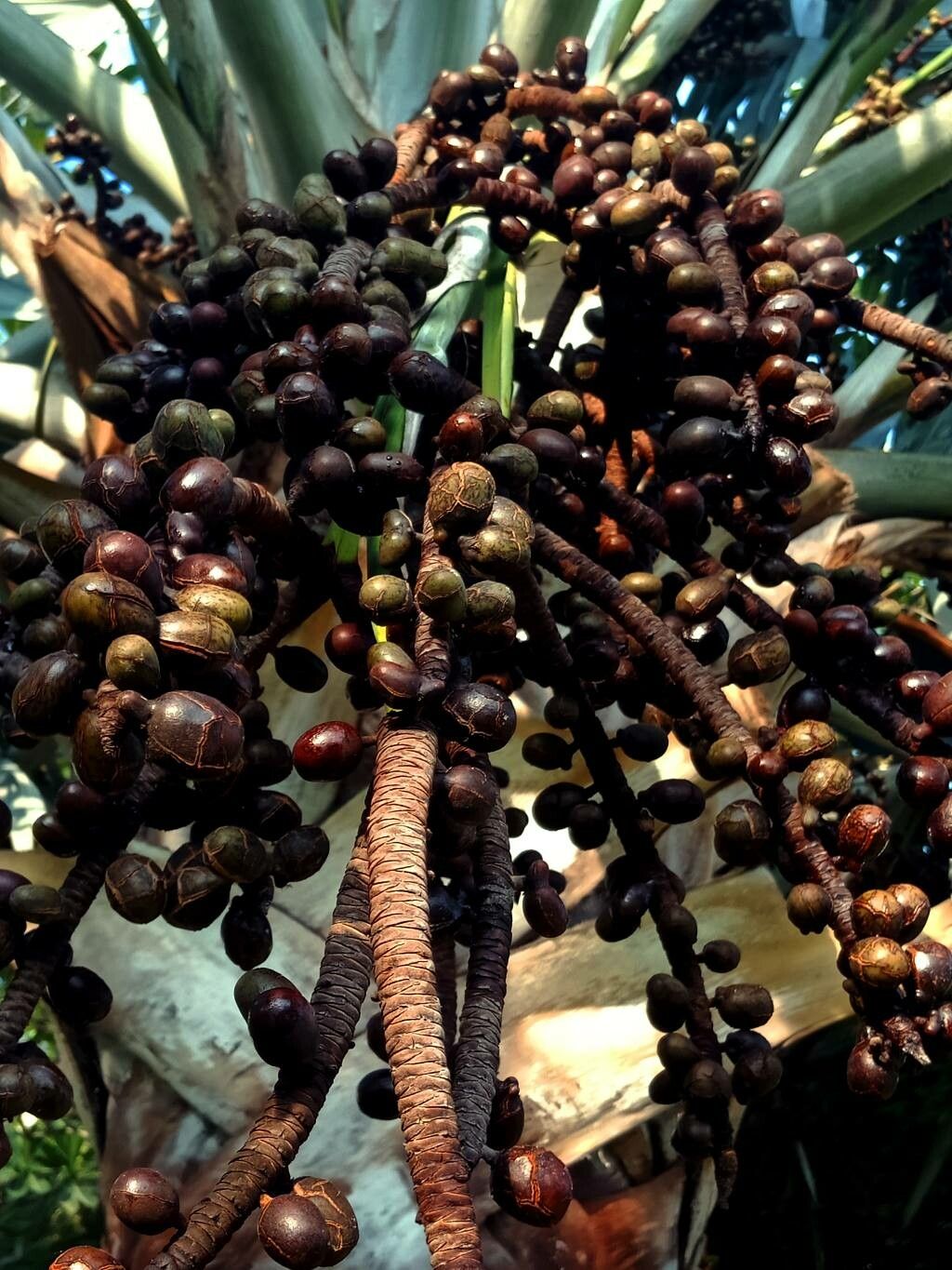 Bismarckia nobilis fruit