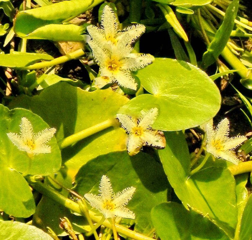 Nymphoides humboldtiana — houseplant care guide