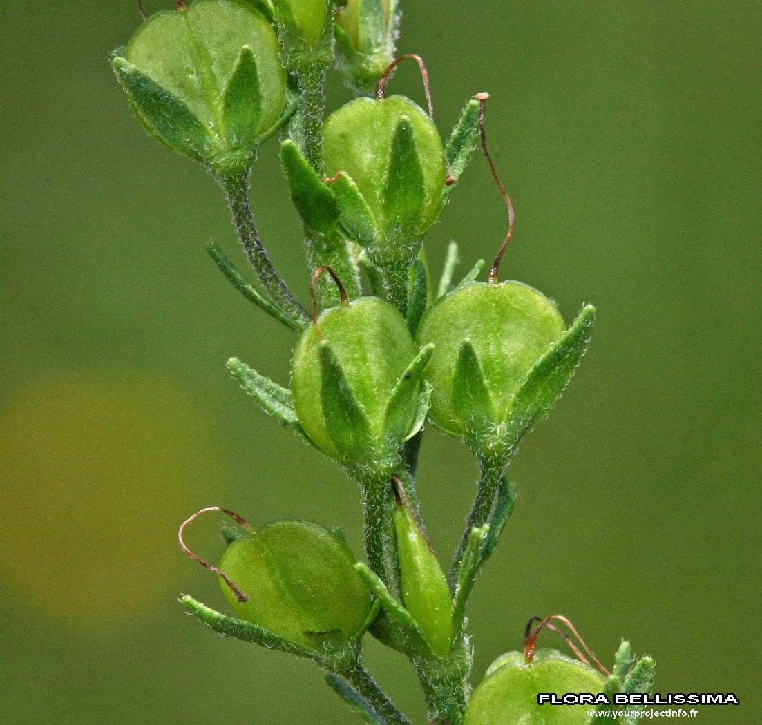 Veronica prostrata fruit