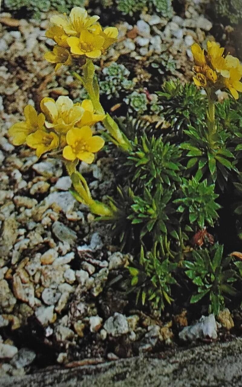Saxifraga × elisabethiae habit