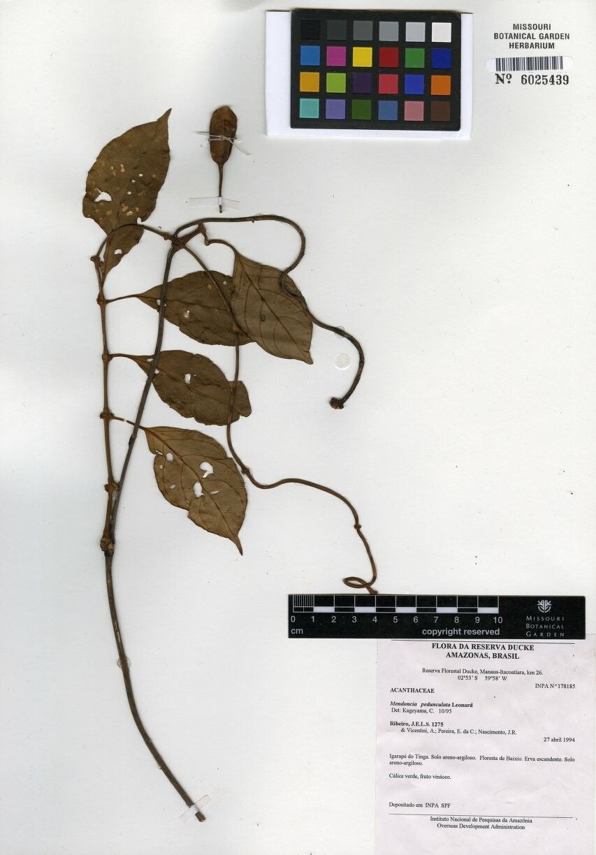 Mendoncia pedunculata — houseplant care guide