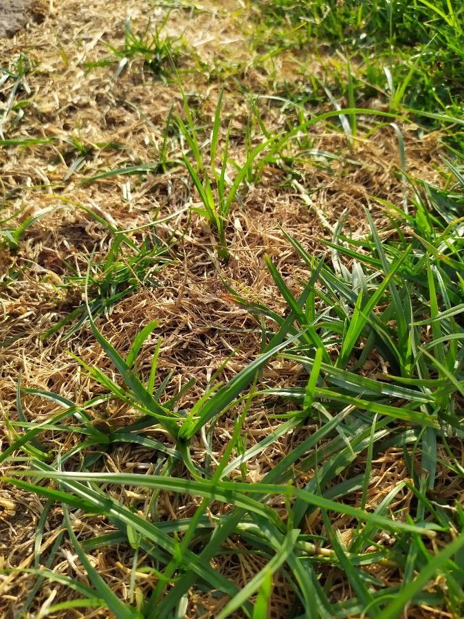 Panicum repens — search result for 'Israel'