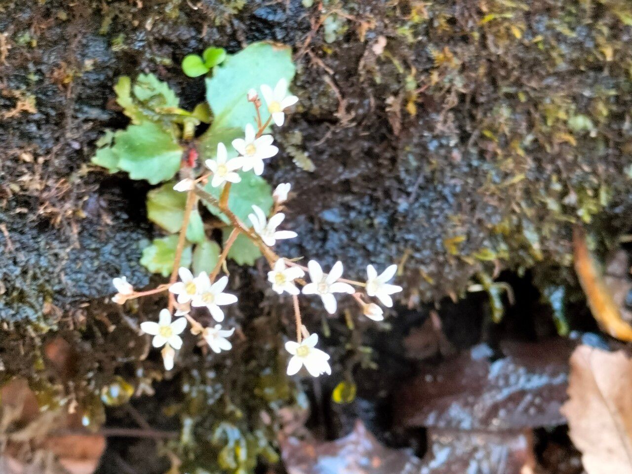 Saxifraga virginiensis flower