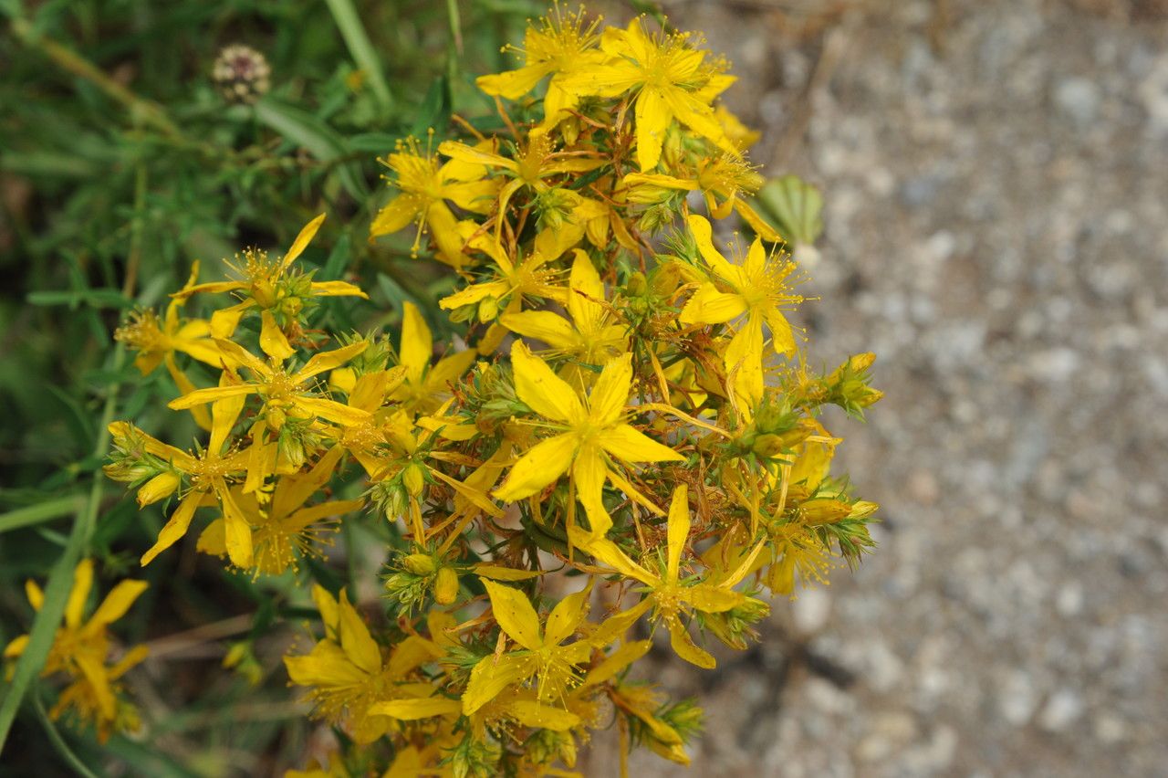 Hypericum myrtifolium — search result for 'Hypericum'