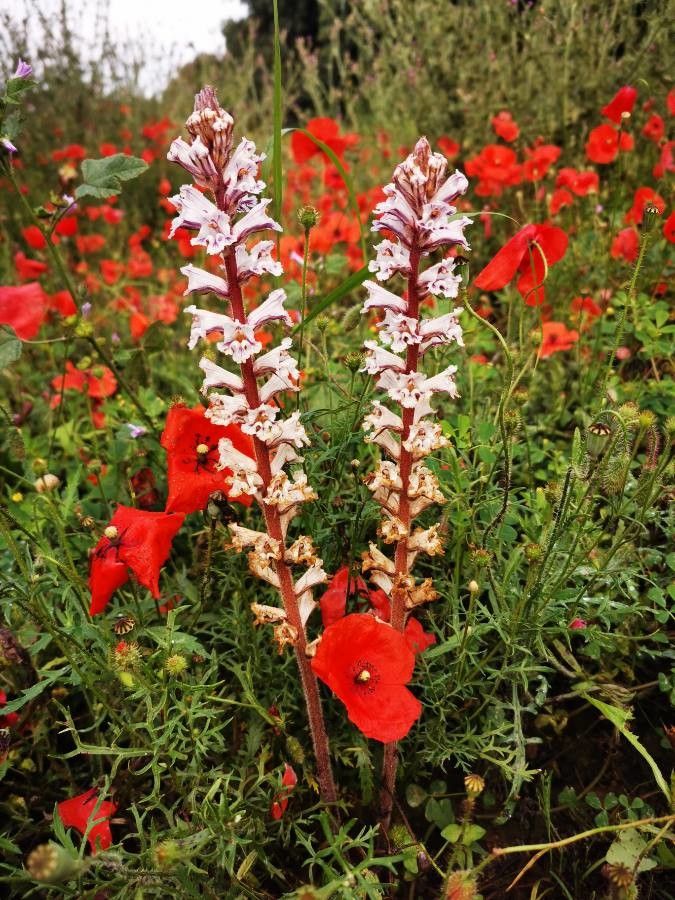 Orobanche crenata — search result for 'Ethiopia'