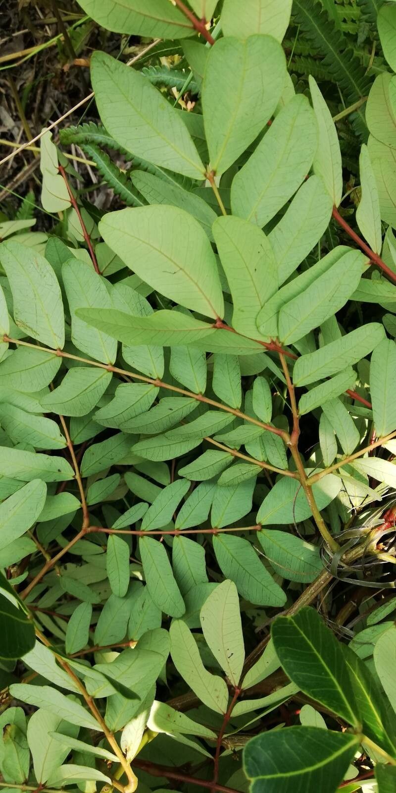 Albizia glaberrima leaf