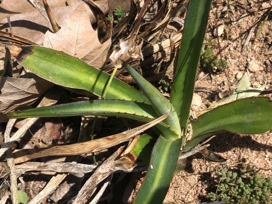 Agave parviflora — cacti and succulents houseplant