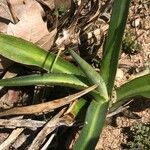 Agave parviflora