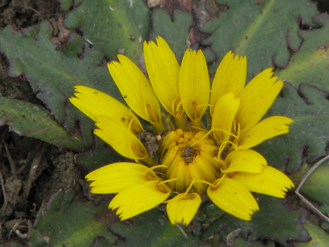 Hypochaeris meyeniana — search result for 'Hypochaeris'