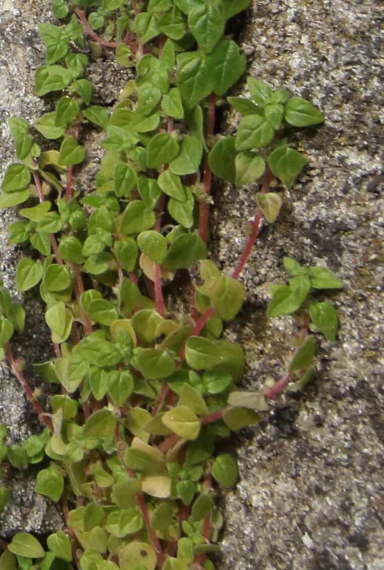 Parietaria lusitanica