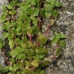 Parietaria lusitanica