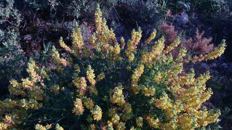 Lupinus elmeri — search result for 'Lupinus'