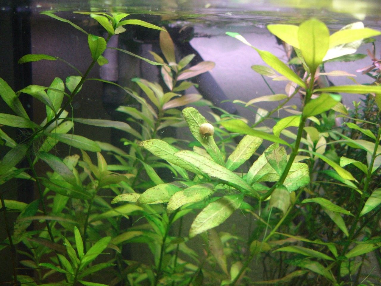 Hygrophila polysperma habit