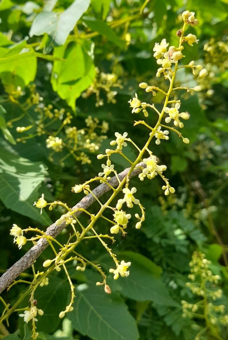 Serjania foveata flower