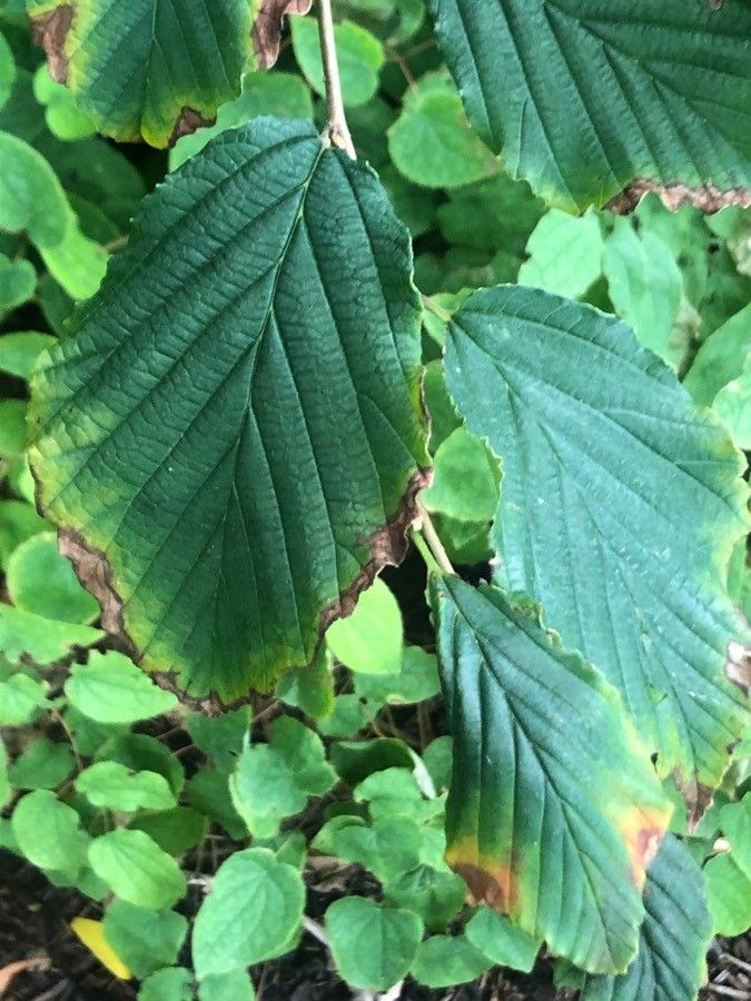 Trillium cernuum — search result for 'Trillium'