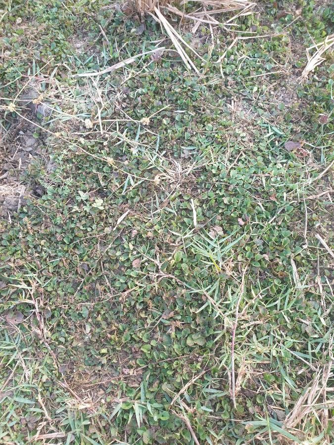 Merremia emarginata other